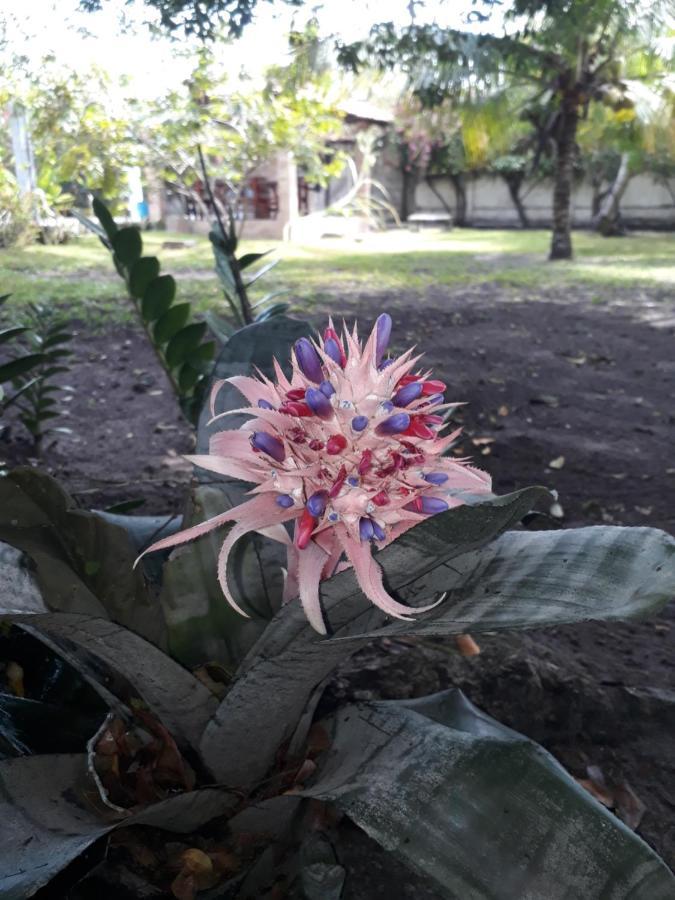 Igarassu Refugio Das Bouganvillea מראה חיצוני תמונה