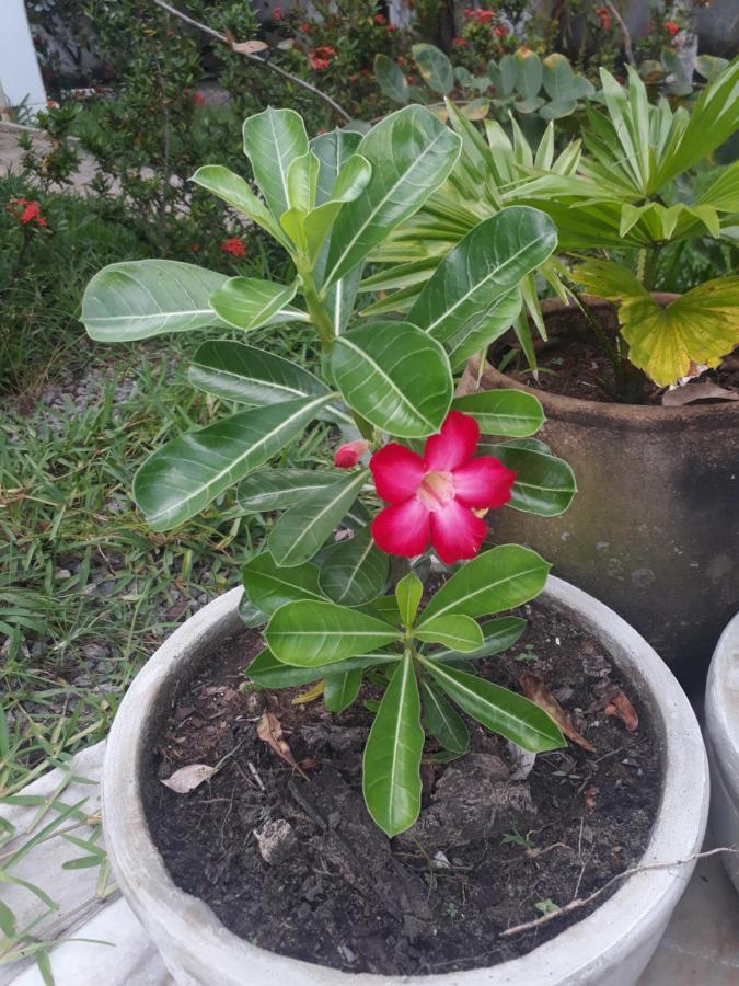 Igarassu Refugio Das Bouganvillea מראה חיצוני תמונה